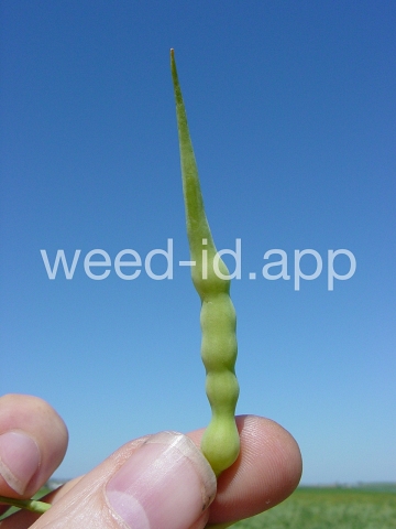radish